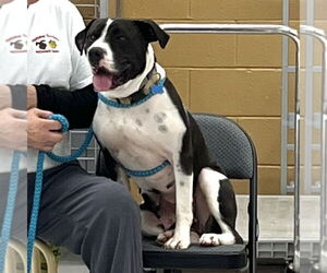 Bria - Female Boxer-Pointer Mix Dog for Adoption - Photo #4