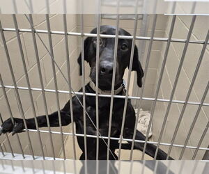 Labrador Retriever Dogs for adoption in Decatur, IL, USA