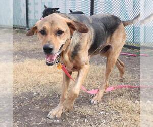 Mutt Dogs for adoption in San Antonio, TX, USA