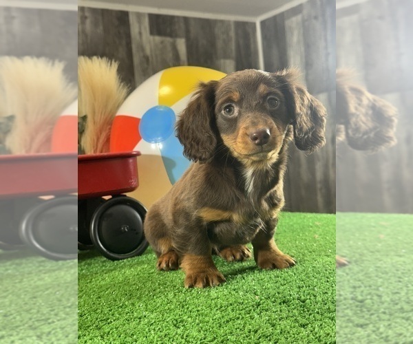 Medium Photo #4 Dachshund Puppy For Sale in CANOGA, NY, USA