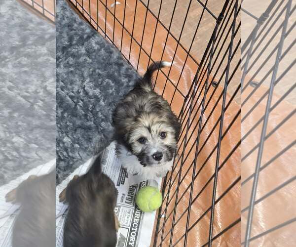 Medium Photo #2 Dachshund-Unknown Mix Puppy For Sale in SHERBURNE, NY, USA