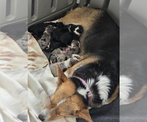 American Corgi Puppy for sale in ENDERLIN, ND, USA
