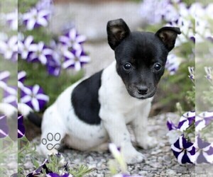 Jack Russell Terrier Puppy for sale in RONKS, PA, USA