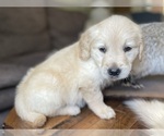 Small #1 Golden Retriever