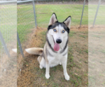 Small Siberian Husky