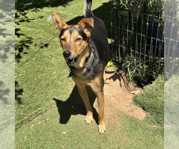 Medium Photo #5 Mutt Puppy For Sale in San Diego, CA, USA