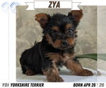 Puppy Zya Yorkshire Terrier