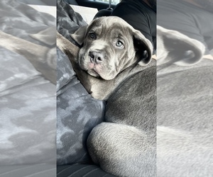 Cane Corso Puppy for sale in MIAMI, FL, USA