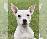 Small #2 American Bulldog-Boston Terrier Mix