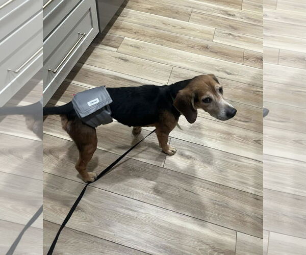 Medium Photo #9 Beagle Puppy For Sale in Tampa, FL, USA