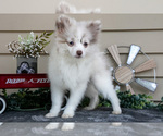 Puppy Isabella Pomeranian