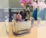 Small #3 Boston Terrier