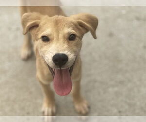 Shepradors Dogs for adoption in Tulsa, OK, USA