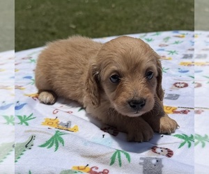 Dachshund Puppy for sale in NACOGDOCHES, TX, USA