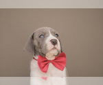 Small #5 Great Dane