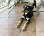 Small #4 Border Collie Mix