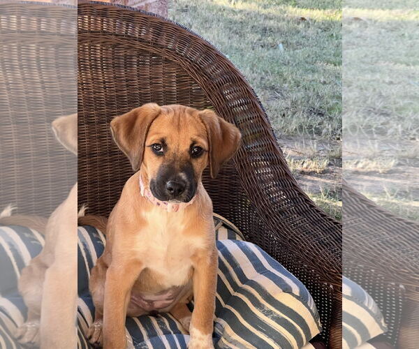 Medium Photo #2 Beagle-Black Mouth Cur Mix Puppy For Sale in Euless, TX, USA