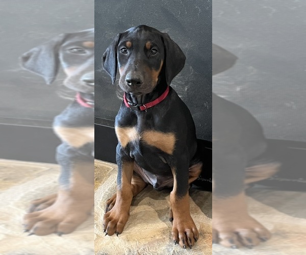 Medium Photo #1 Doberman Pinscher Puppy For Sale in DUBLIN, TX, USA