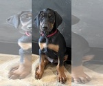 Puppy red collar Doberman Pinscher