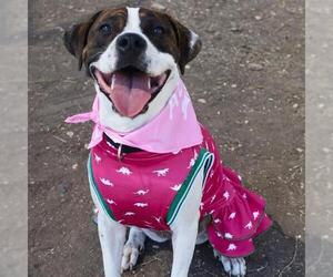 Mutt Dogs for adoption in San Antonio, TX, USA