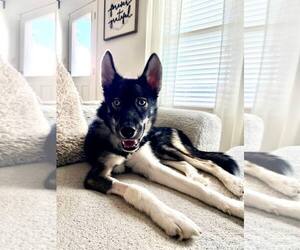 Siberian Husky Dogs for adoption in Carrollton, TX, USA