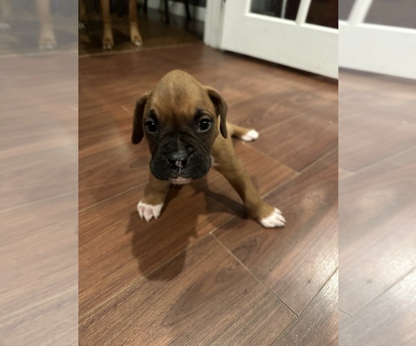 Medium Photo #19 Boxer Puppy For Sale in EAST FREETOWN, MA, USA