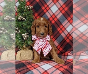 Irish Setter-Poodle (Miniature) Mix Puppy for sale in BIRD IN HAND, PA, USA