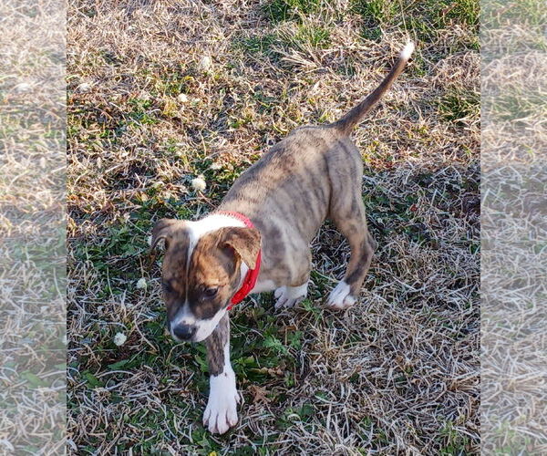 Medium Photo #2 Retriever -Unknown Mix Puppy For Sale in Holly Springs, NC, USA