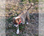 Small #1 Retriever  Mix