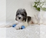 Small #5 Cavapoo