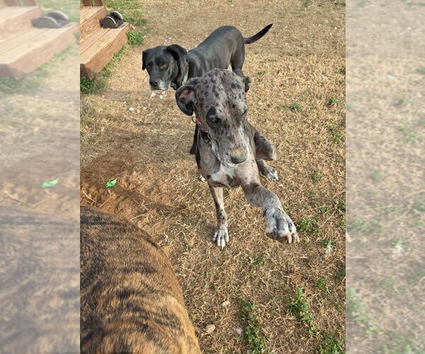 Medium Photo #7 Great Dane Puppy For Sale in Bullard, TX, USA