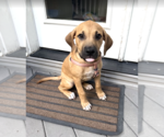 Small #1 Mutt