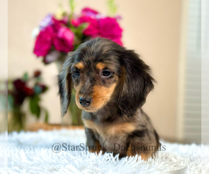 Dachshund Puppy for sale in MORENO VALLEY, CA, USA