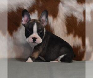 French Bulldog Puppy for sale in MARSHFIELD, MO, USA