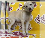 Small #3 Retriever  Mix