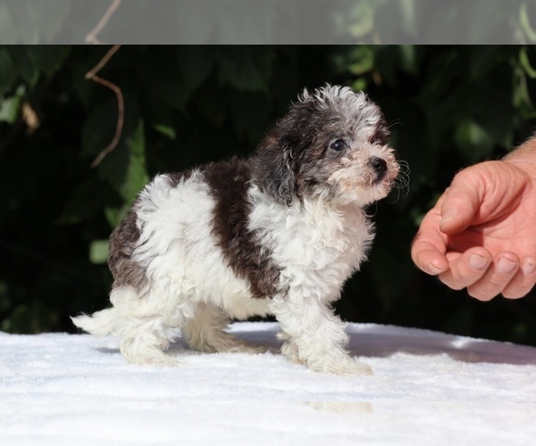 Medium Photo #7 Goldendoodle (Miniature) Puppy For Sale in DYERSBURG, TN, USA