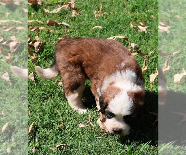 Medium Photo #2 Saint Bernard Puppy For Sale in TURLOCK, CA, USA