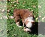 Small #1 Saint Bernard
