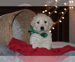 Puppy 3 English Cream Golden Retriever