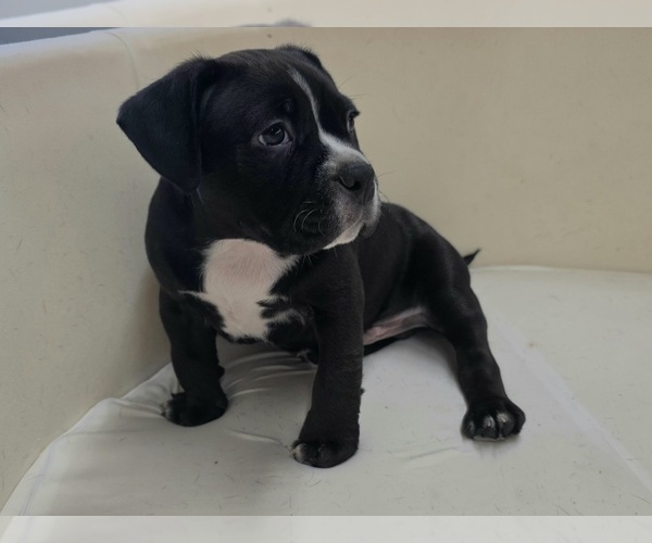 Medium Photo #3 American Bully Puppy For Sale in PADUCAH, KY, USA