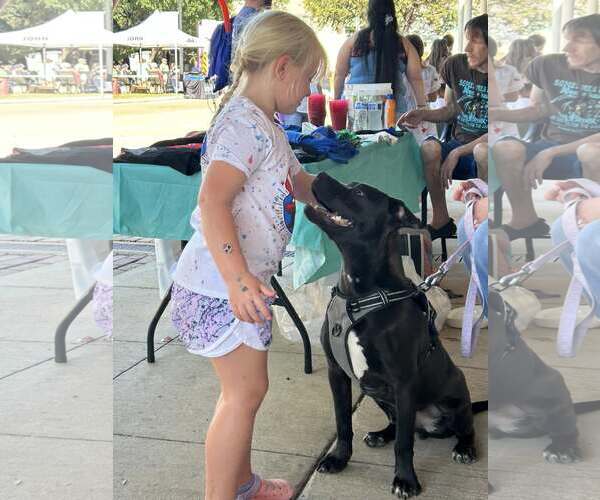 Medium Photo #2 Labrador Retriever-Unknown Mix Puppy For Sale in Oakhurst, NJ, USA