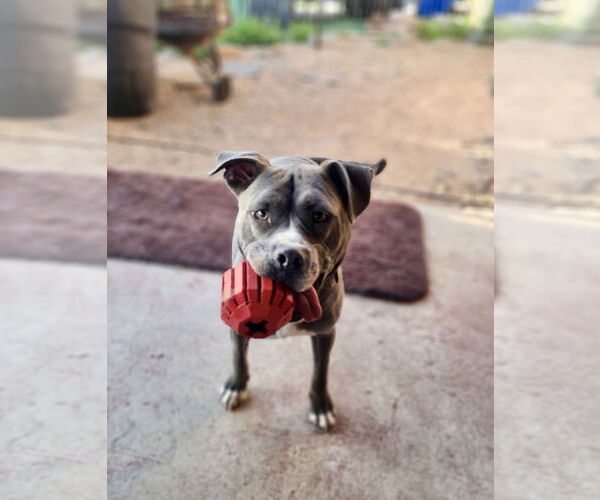 Medium Photo #13 American Pit Bull Terrier-American Staffordshire Terrier Mix Puppy For Sale in Mesa, AZ, USA