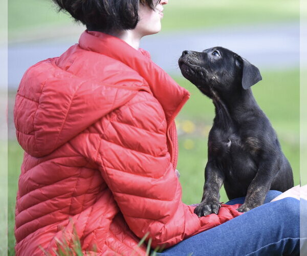 Medium Photo #3 Mutt Puppy For Sale in Mechanicsburg, PA, USA