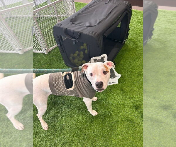 Medium Photo #4 Boxer-Unknown Mix Puppy For Sale in Bellingham, WA, USA