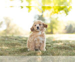 Small Photo #1 Goldendoodle (Miniature) Puppy For Sale in WARSAW, IN, USA