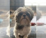 Small #1 Shih Tzu
