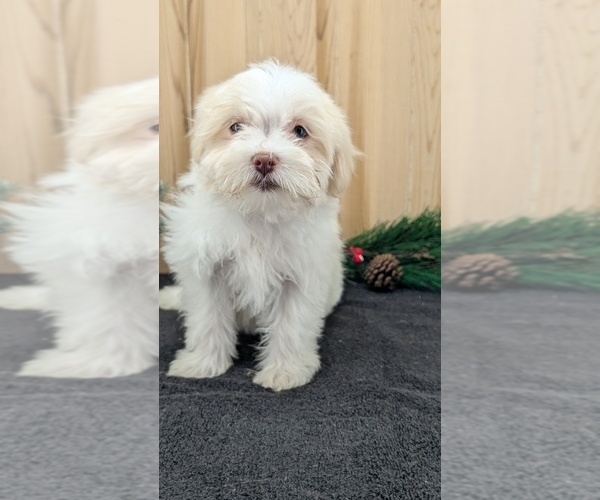 Medium Photo #19 Havanese Puppy For Sale in GOSHEN, IN, USA