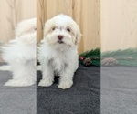 Small #18 Havanese