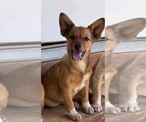 Medium Photo #2 Mutt Puppy For Sale in Hillsboro, MO, USA