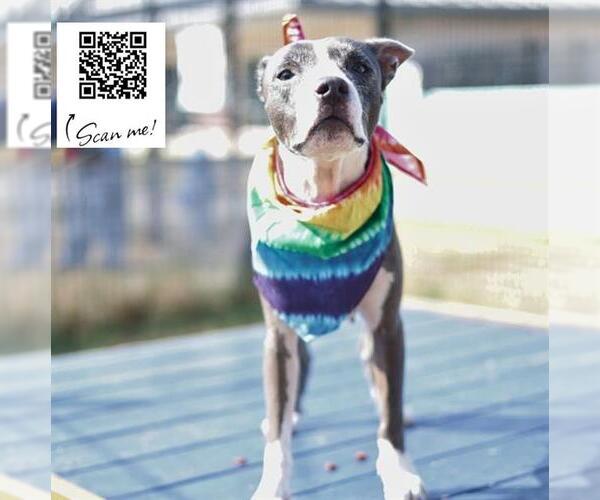 Medium Photo #3 American Staffordshire Terrier-Unknown Mix Puppy For Sale in San Antonio, TX, USA
